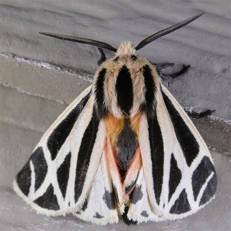 Apantesis phalerata – Harnessed Tiger Moth | Prairie Haven