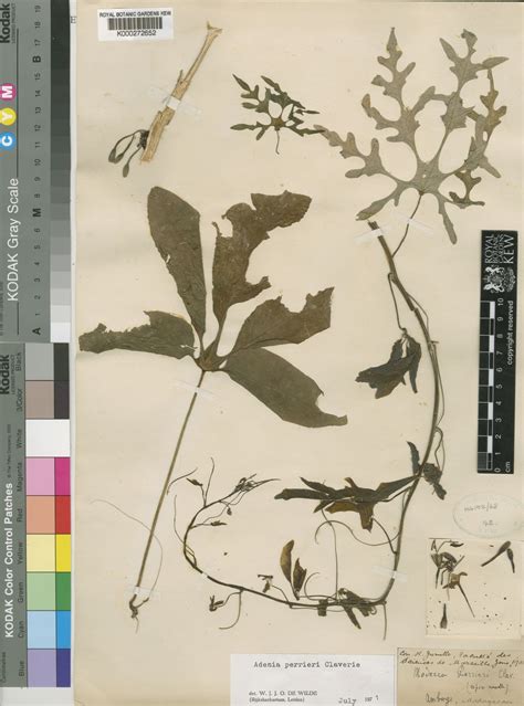 Adenia perrieri Clavaud | Plants of the World Online | Kew Science