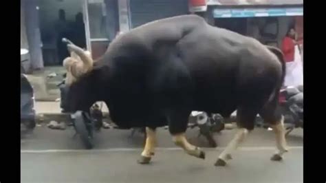 If Hulk had a pet bull! Watch the stature of this bull while walking ...