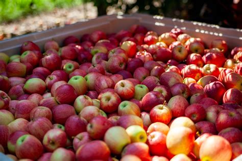 harvest 2024 (19 of 24) - Rice Fruit Company