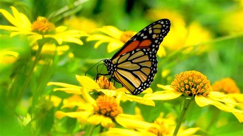 Blue Butterfly Images With Flowers : Blue and Orange | Butterfly on ...