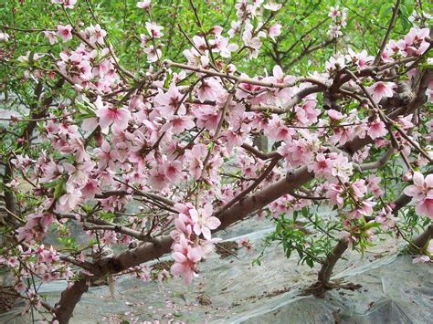 每个月时桃树的状况，什么时候开花之类的。_百度知道