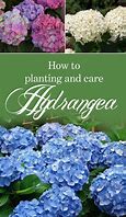 Image result for Caring for Hydrangeas in a Pot