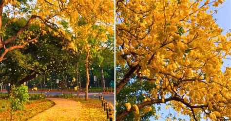 Indian Streets In Chanakyapuri Bloom In Yellow