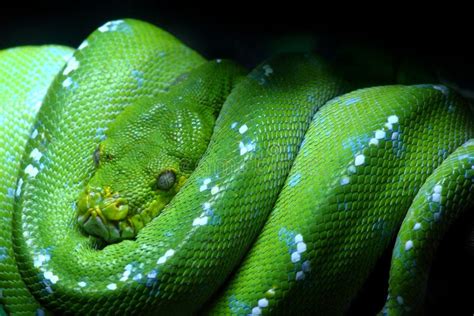 Image result for Python Capture in Edo State
