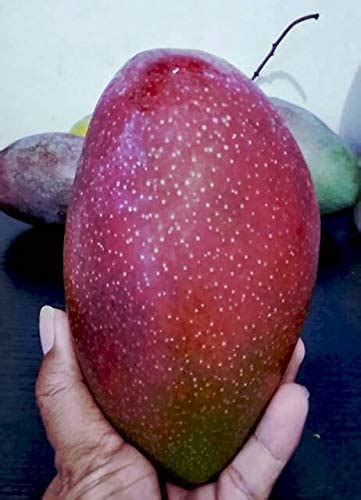 Yuwen Mango Live Plant – veliyathgardens