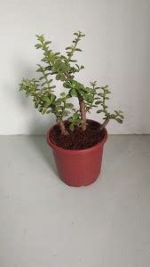 BHAJANLAL GREENERY Jade Plant Price in India - Buy BHAJANLAL GREENERY ...