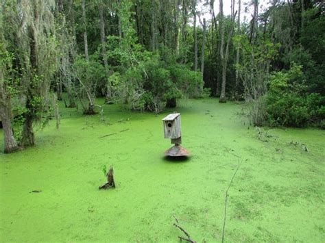 Interesting - Reviews, Photos - Audubon Swamp Garden - Tripadvisor