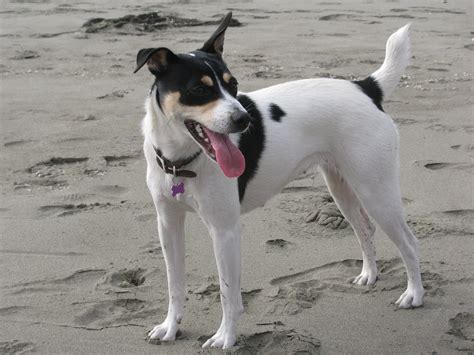 The Decker Rat Terrier