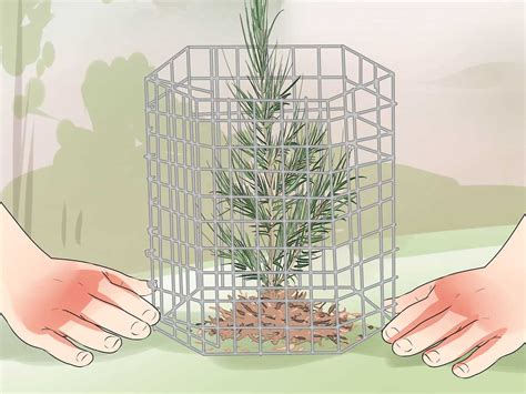 Image result for Cherry Tree Root System