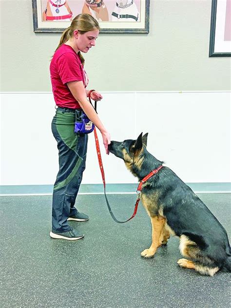 Image result for Target Training for Dogs