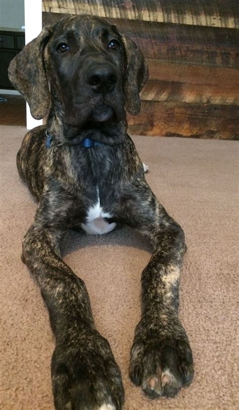 Plott Hound Great Dane Mix