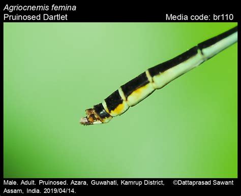 Agriocnemis femina Brauer, 1868 - Pruinosed Dartlet | Odonata