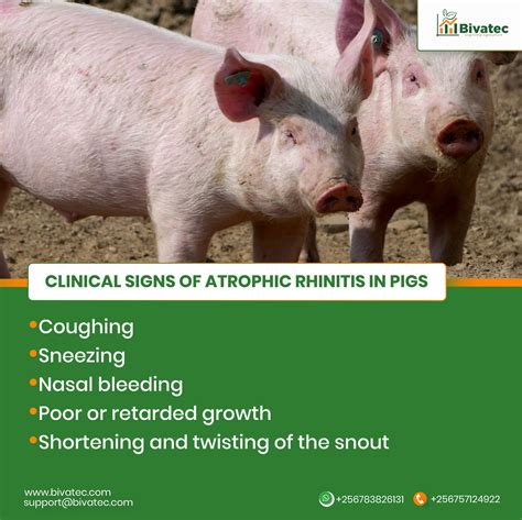 Coughing And Diarrhea In Pigs at Levi Gether blog