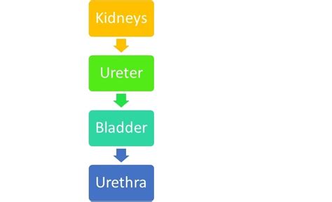 Draw a block diagram showing the path way of excretory system in human ...