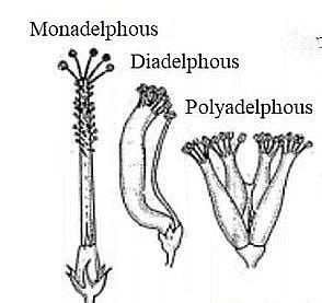 The Flower: Parts and Functions - Biology Class 11 - NEET PDF Download