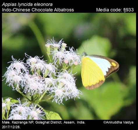 Appias lyncida | Butterfly