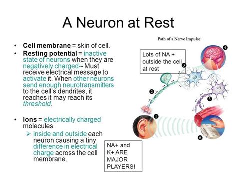 Image result for Resting potential Definition