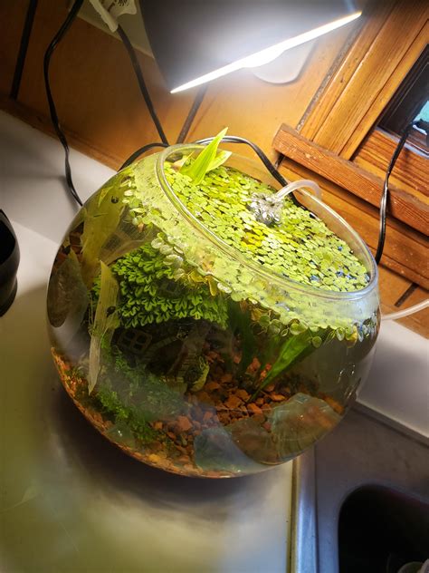 Found snails in my 45 gallon tank so i took them out but couldn't bring ...