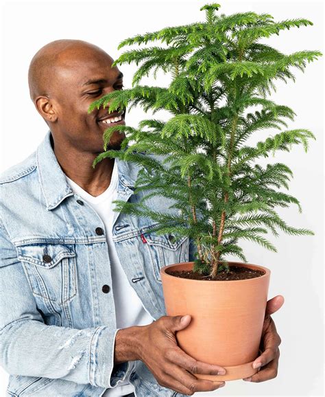 Norfolk Pine 101: How to Care for Norfolk Pines | Bloomscape