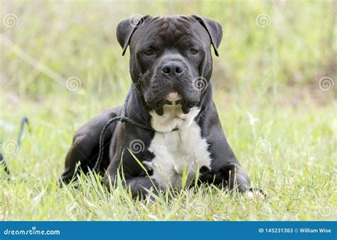Large Black Cane Corso and Pitbull Terrier Mix Dog Stock Image - Image ...
