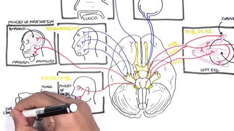 Cranial Nerves Drawing at GetDrawings | Free download