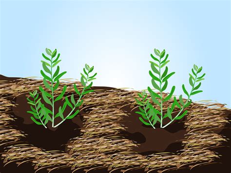 3 Ways to Grow Lavender from Seed - wikiHow