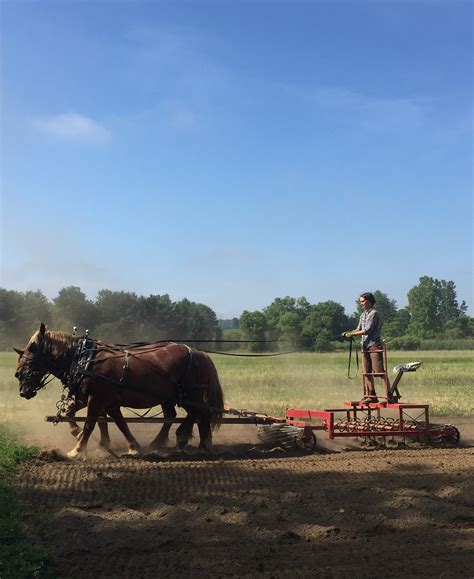 Suffolk horses – Orchard Hill Farm