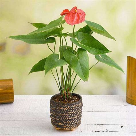 Buy Anthurium Plants online from Nurserylive at lowest price.
