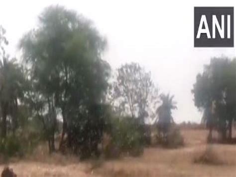 Swarms of locusts attack several villages in MP's Sheopur
