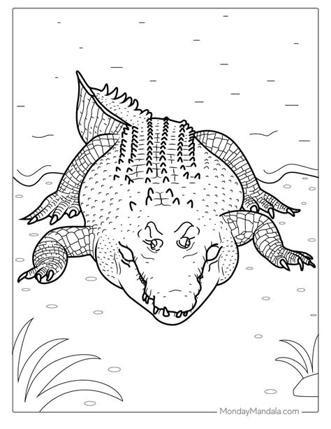 38 Crocodile Coloring Pages (Free PDF Printables)