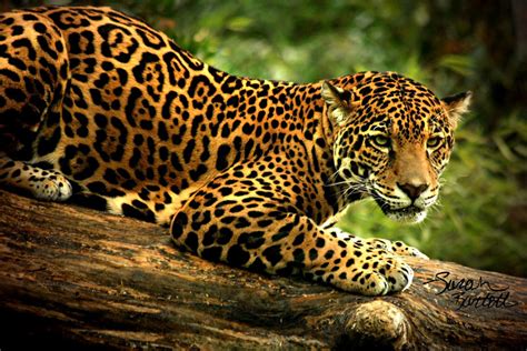 Fowler Ramp Up Research Project: Hadassah Latson Jaguar Endangered Species