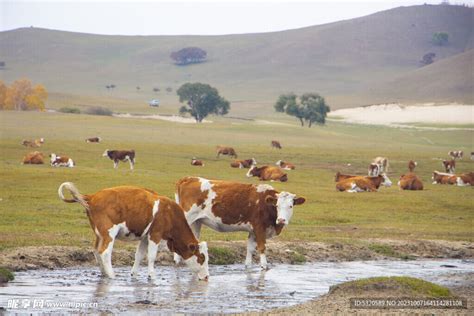 草原牛 的图像结果