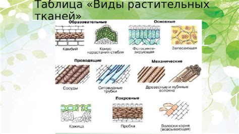 Урок по теме "Ткани растений" для 6 класса