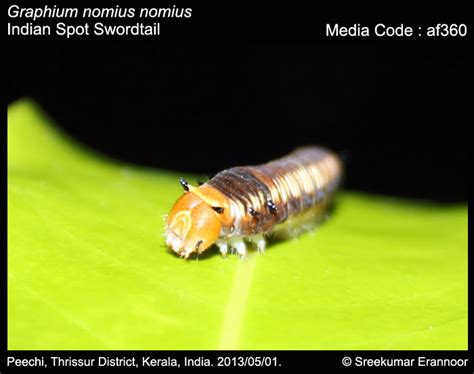 Graphium nomius | Butterfly