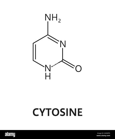 Cytosine nucleic acid, nitrogenous base, nitrogen and hydrogen formula. DNA nitrogenous base ...