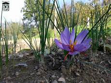 il fienile di scarperia b b il fienile di scarperia piante fiori e frutti il fienile di scarperia b b il fienile di scarperia piante fiori e frutti