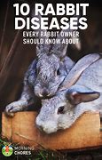 Image result for baby rabbit diseases