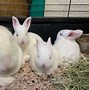 Image result for Baby Rabbits and Mother