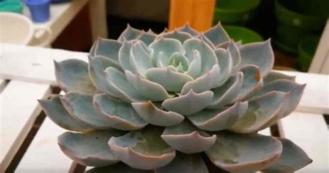 Echeveria Brown Beauty – GreenDNA® India