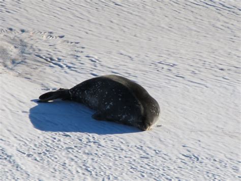 Antarctica 的图像结果