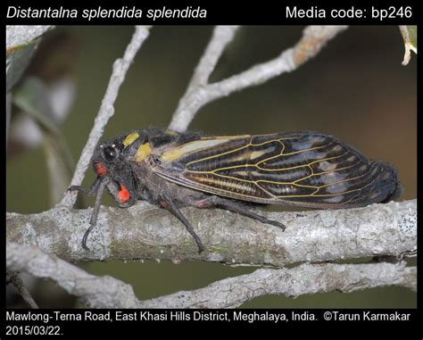 Distantalna splendida Distant, 1878 - | Cicadas