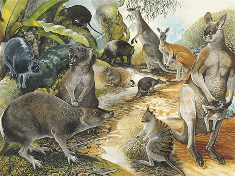 From Ancient Marsupials To Icons: The Evolution Of Kangaroos