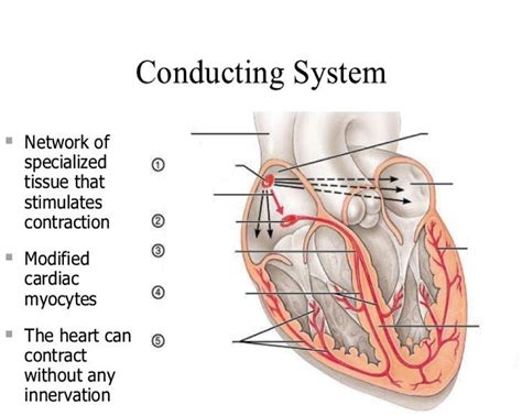 Image result for Cardiac Conduction System Flowchart
