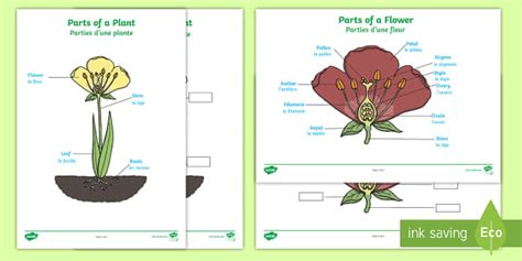 Parts of a Plant Worksheet English/French - the tiny seed