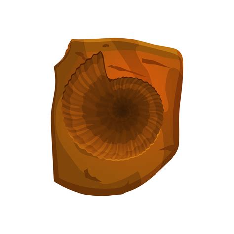 Rezultat imagine pentru Shell Fossil