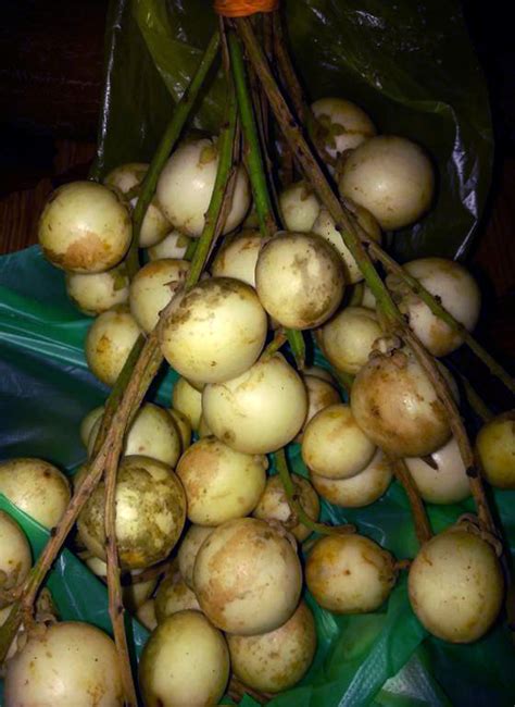 White Rambai Fruit Plants (Baccaurea Motleyana) – veliyathgardens