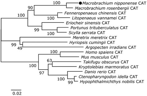Activity and Transcriptional Responses of Hepatopancreatic ...
