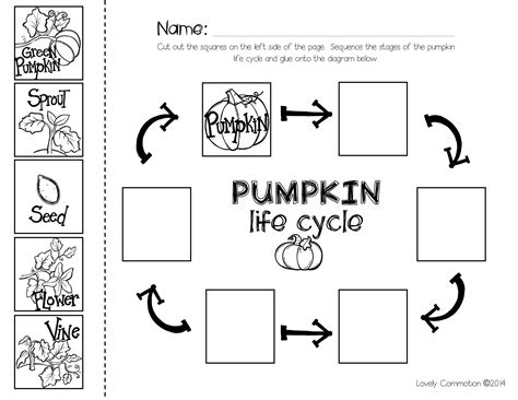 Pumpkin Sequencing with the book "Pumpkin Pumpkin" | Pumpkin life cycle ...