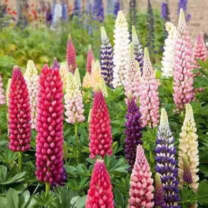 JRYU Lupin Pixie Dwarft Mixed Flower Seed Price in India - Buy JRYU ...